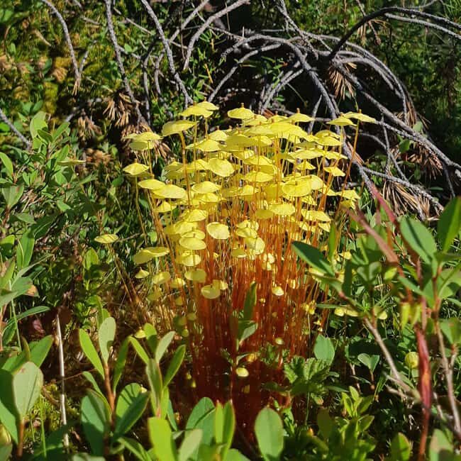 Levi: Nature Walk with Birds, Animals, and Plants - What Makes This Tour Unique?