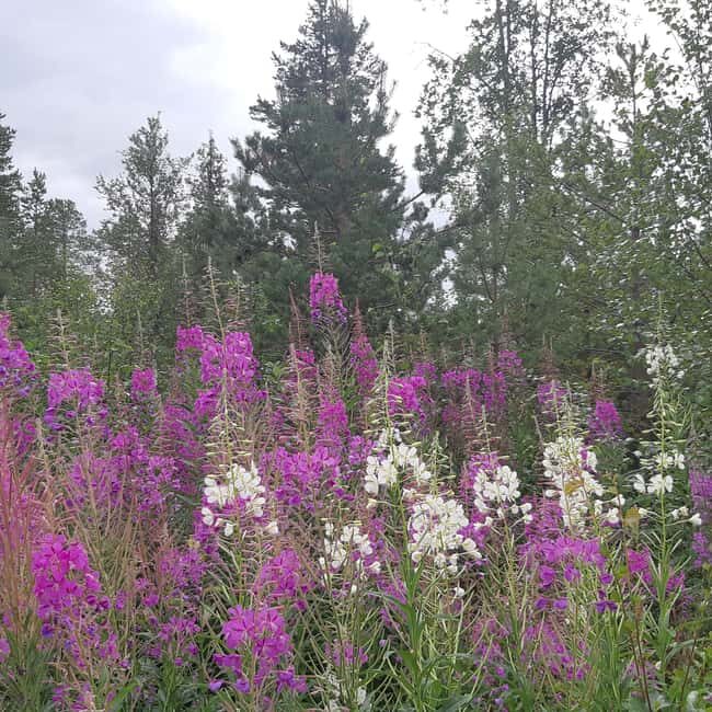 Levi: Nature Walk with Birds, Animals, and Plants - What’s Included and What’s Not