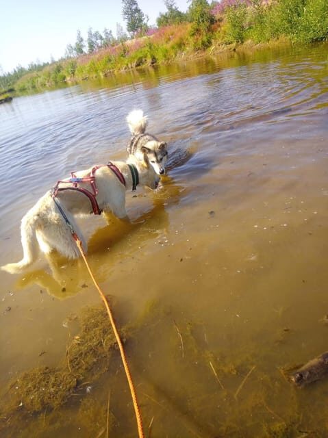 Levi: Nature Walk with Huskies - Key Points