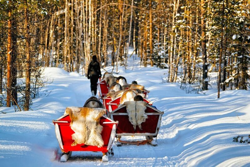 Levi: Reindeer Sleigh Ride Tour in Snowy Forest - Key Points