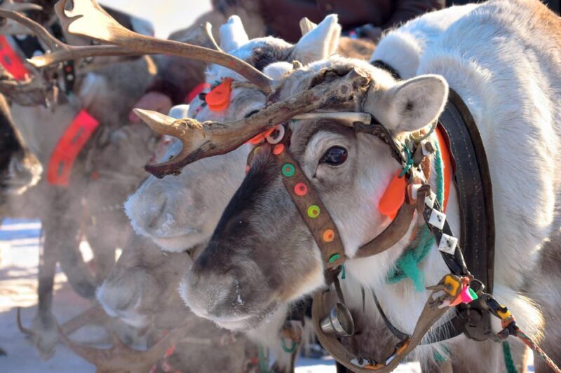 Levi: Reindeer Sleigh Ride Tour in Snowy Forest - Who Is This Tour Best For?