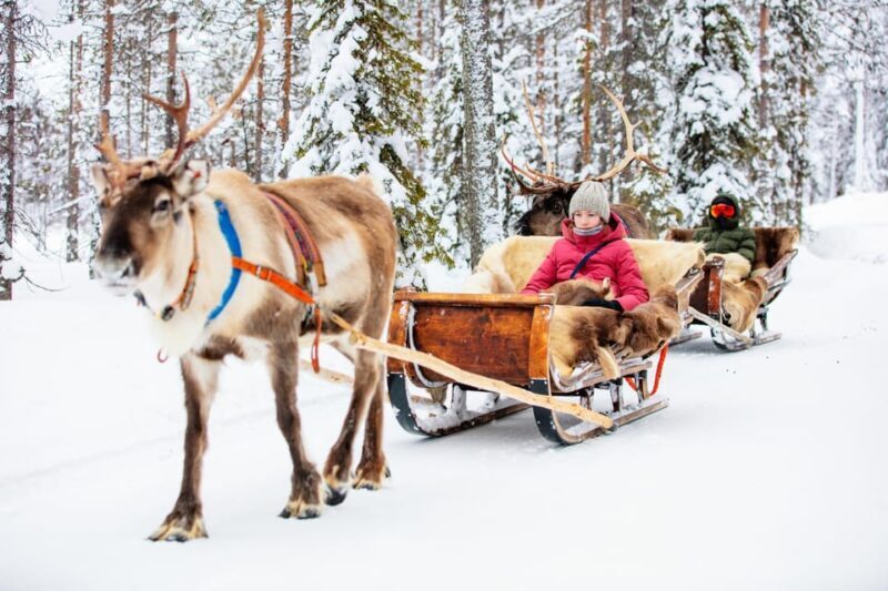 Levi: Reindeer Sleigh Ride Tour in Snowy Forest - The Sum Up