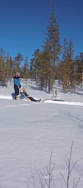 Levi: Self-Drive 5 KM Husky Sledding Experience - Key Points