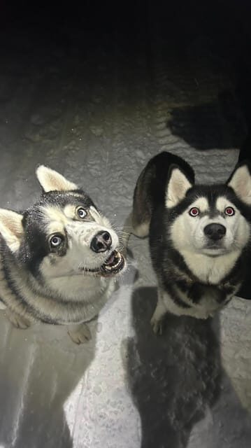 Levi: Self-Drive 5 KM Husky Sledding Experience - Practical Details & Tips for a Smooth Experience