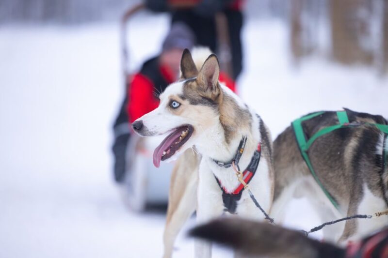 Levi: Self-Drive Guided Husky Tour - Why This Tour is a Great Choice
