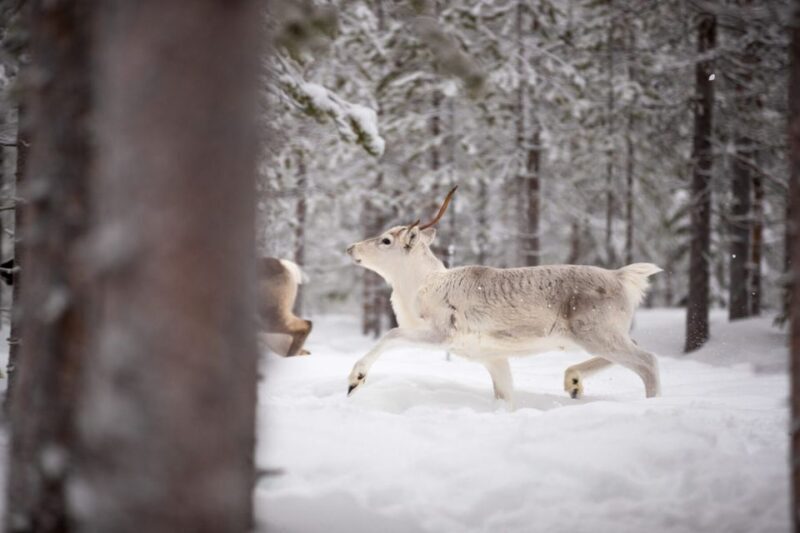 Levi: Traditional Reindeer Husbandry Experience - The Itinerary in Detail