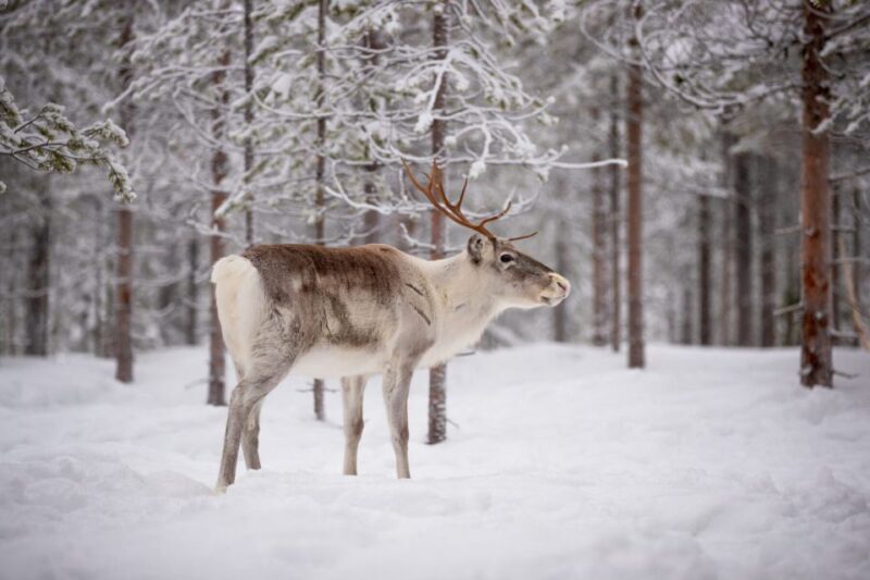 Levi: Traditional Reindeer Husbandry Experience - Price and Value