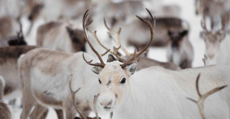 Levi: Traditional Reindeer Husbandry Experience - Authentic Experiences and Honest Impressions