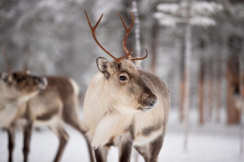 Levi: Traditional Reindeer Husbandry Experience - Final Thoughts