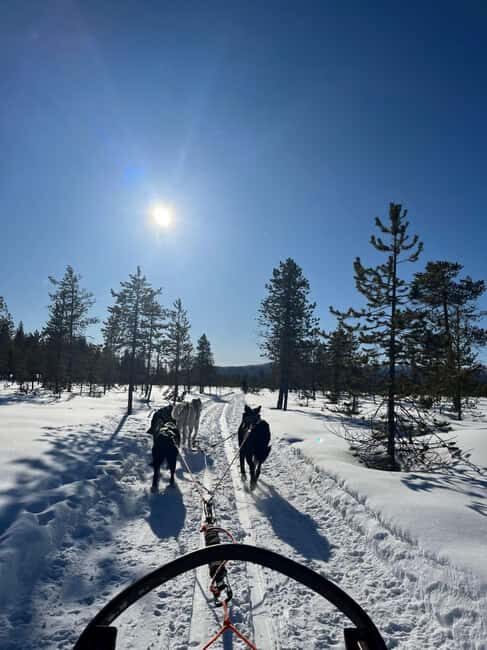 Levi: Winter Husky Journey & Puppy Playtime - Key Points