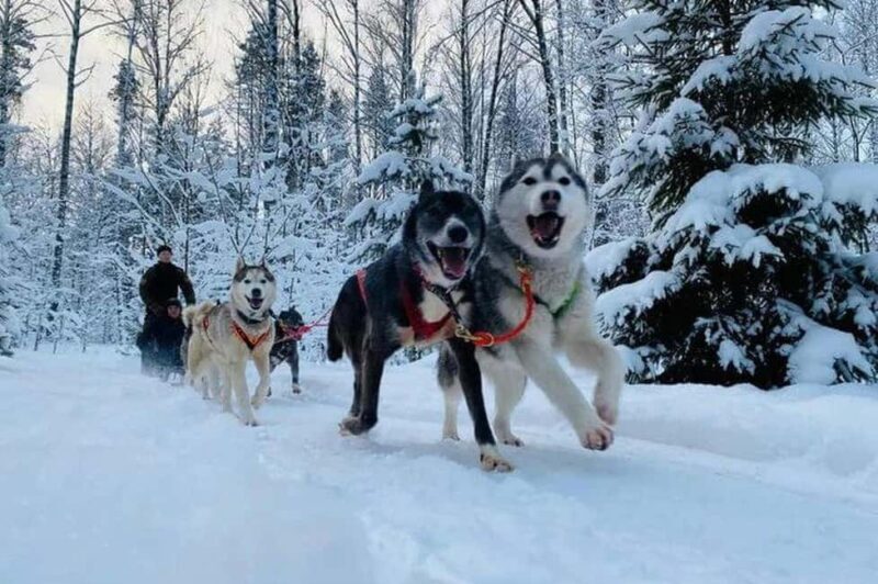 Levi: Winter Husky Journey & Puppy Playtime - Who Should Consider This Tour?