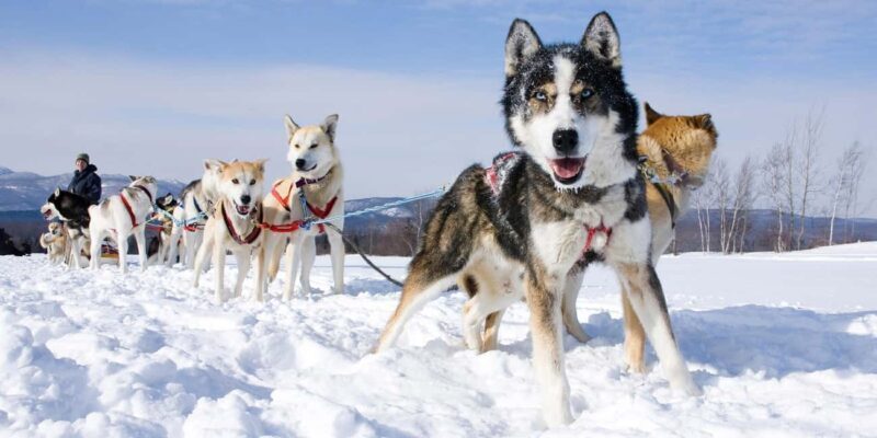 Levi: Winter Husky Journey & Puppy Playtime - The Sum Up