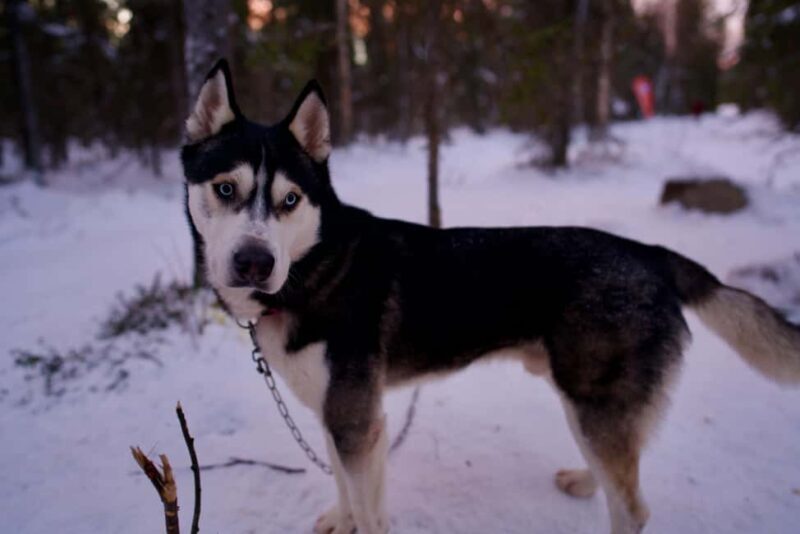 Levi: Winter Wilderness Husky & Reindeer Safari Combo Tour - A Deep Dive Into the Experience