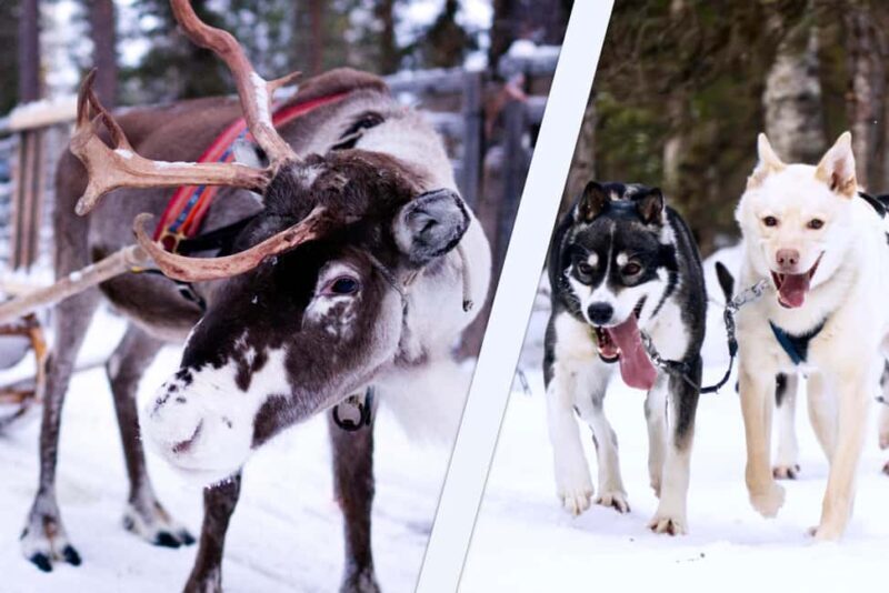 Levi: Winter Wilderness Husky & Reindeer Safari Combo Tour - Final Thoughts: Is It Worth It?