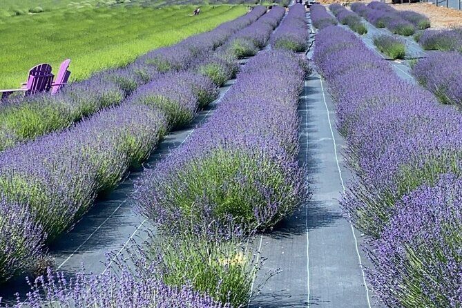 Lewin Farms, Lavender By The Bay and Tanger Outlets Full-Day Tour - Key Points