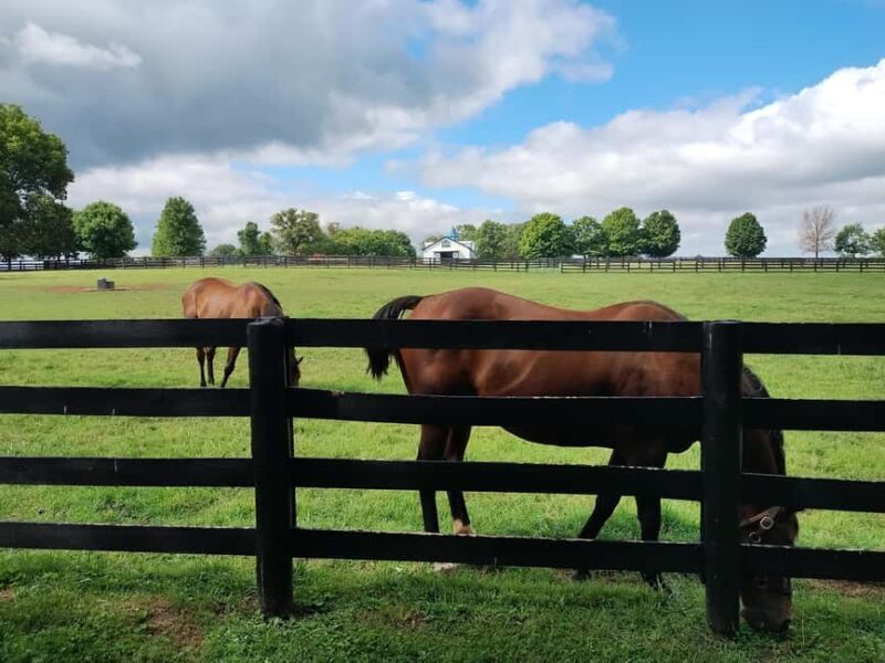 Lexington: Thoroughbred Horse Farm Tour and Scenic Bluegrass - FAQ