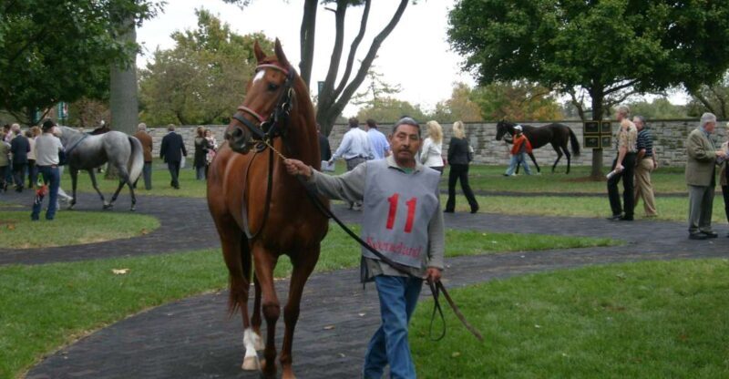 Lexington: Thoroughbred Horse Farm Tour and Scenic Bluegrass - Key Points