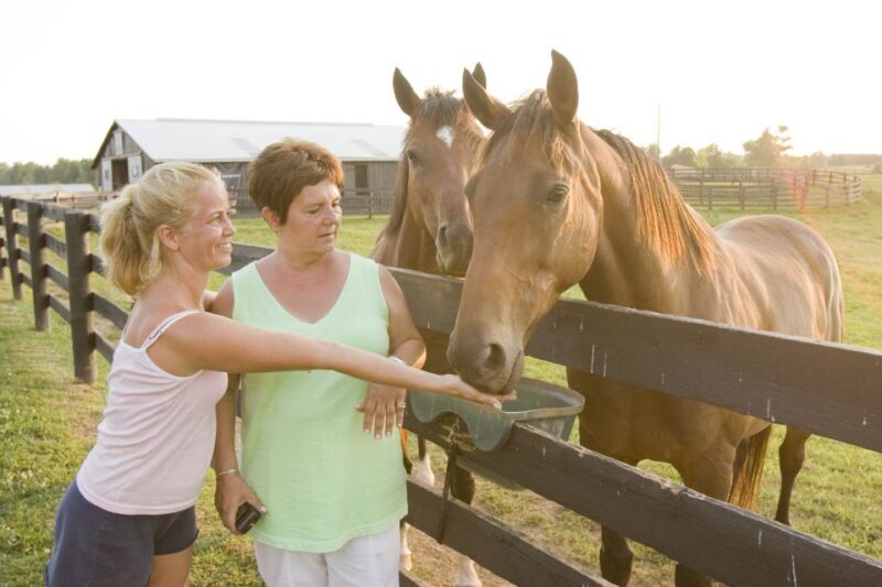 Lexington: Thoroughbred Horse Farm Tour and Scenic Bluegrass - A Deep Dive into the Lexington Horse Farm Tour