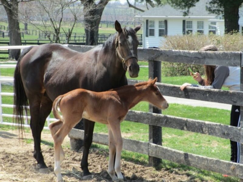 Lexington: Thoroughbred Horse Farm Tour and Scenic Bluegrass - Final Thoughts