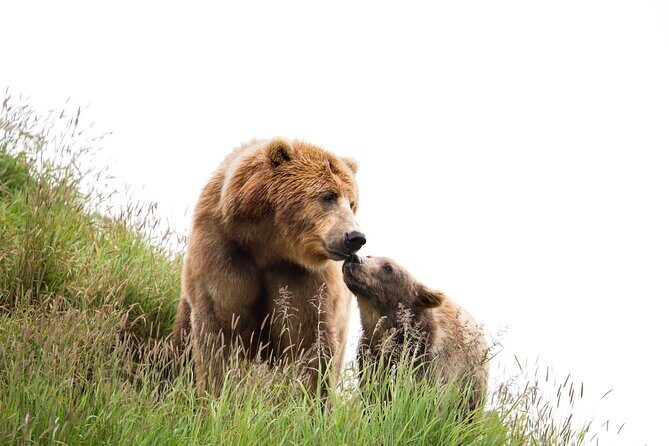 Libearty Bear Sanctuary and Dracula's Castle - Day Tour from Bucharest - Key Points