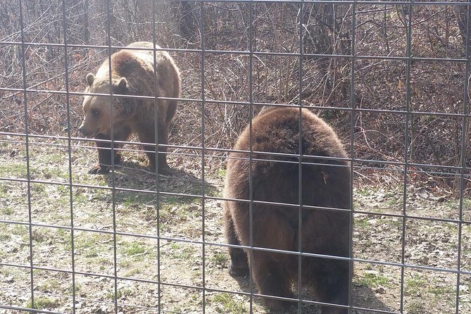 LiBearty Bear Sanctuary Zarnesti Small-Group Trip from Brasov - An In-Depth Look at the Tour Experience