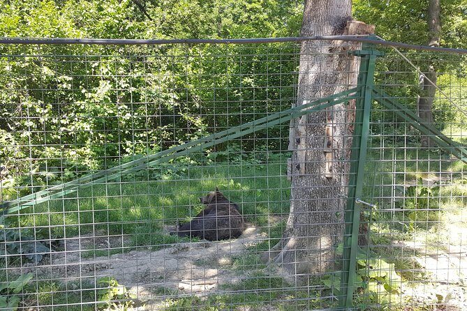 LiBearty Bear Sanctuary Zarnesti Small-Group Trip from Brasov - Final Thoughts