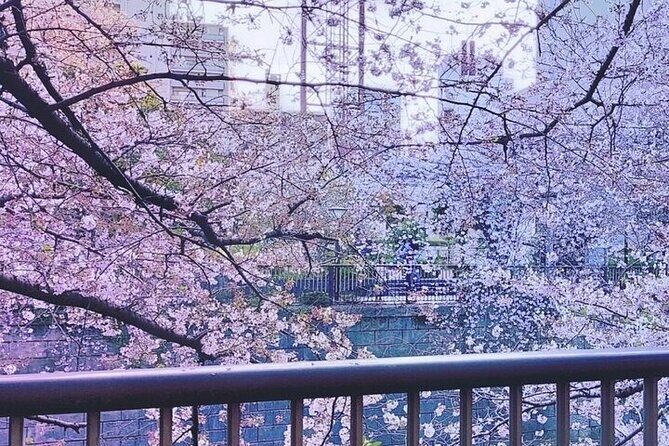 Licensed Guide Tokyo Meguro Cherry Blossom Walking Tour - An In-Depth Look at the Tour Experience