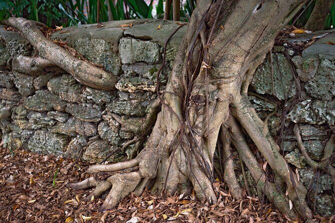 Lil Bahamas Coconut Grove Tour - Final Thoughts