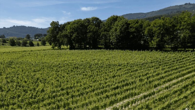 Lima Valley Tour with Wine Tasting and Local Gastronomy - Key Points