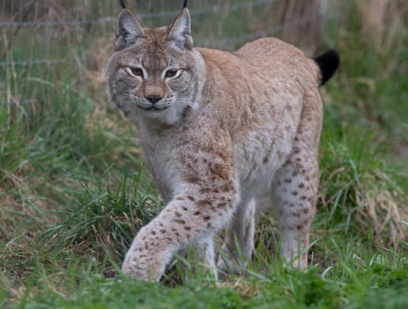 Lincolnshire: ARK Wildlife and Dinosaur Park Entry Ticket - Key Points