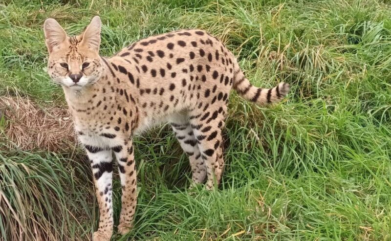 Lincolnshire: ARK Wildlife and Dinosaur Park Entry Ticket - A Deep Dive Into the Experience