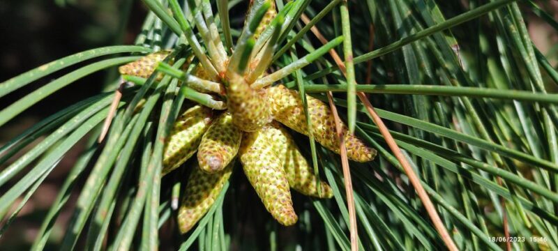 Linguaglossa: North Etna Guided Forest Walking Tour - Frequently Asked Questions