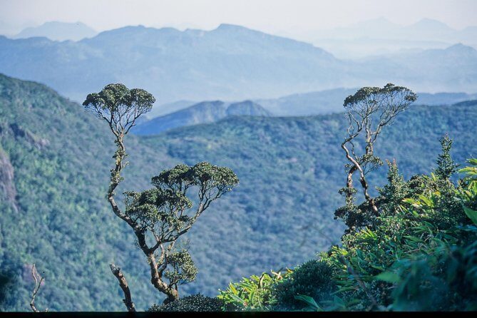 LION KING - Sinharaja Rain Forest Day Tour - Key Points