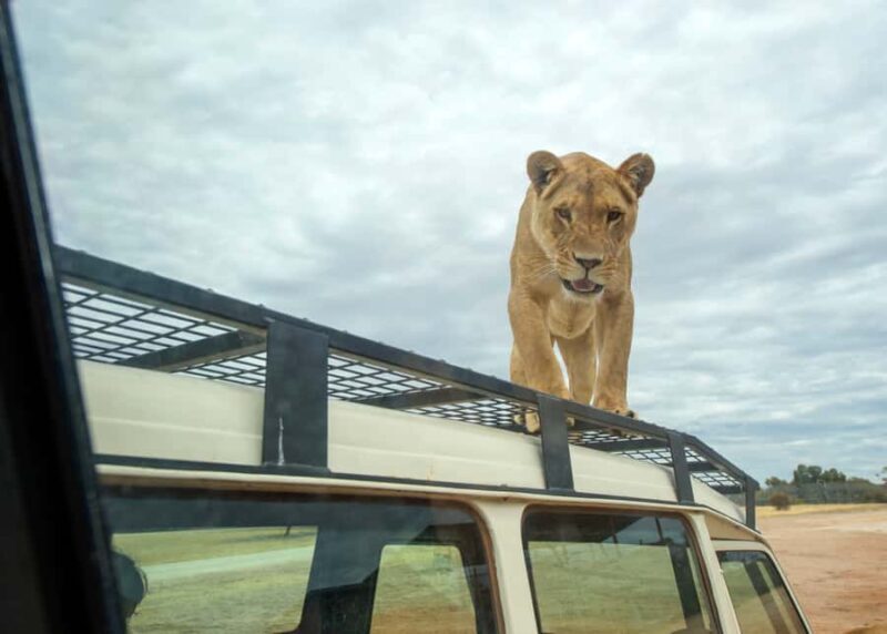 Lions 360 Experience and a Day at Monarto Safari Park - Key Points