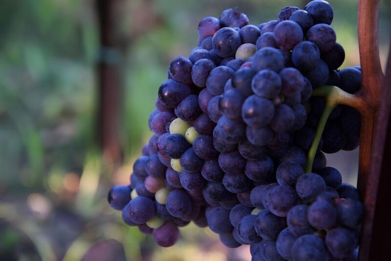 Lipari: Winery Guided Tour and Wine Tasting - The Itinerary in Detail