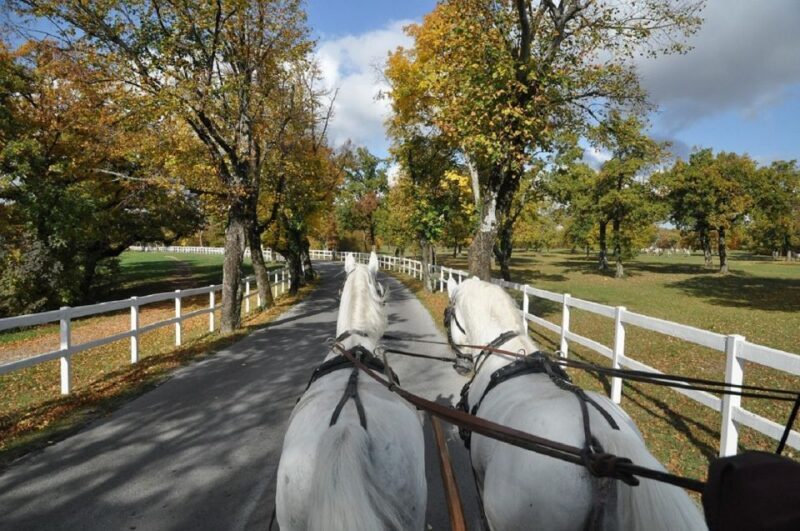 Lipica Stud Farm and kocjan Caves from Trieste - Authentic Experiences and Traveler Insights