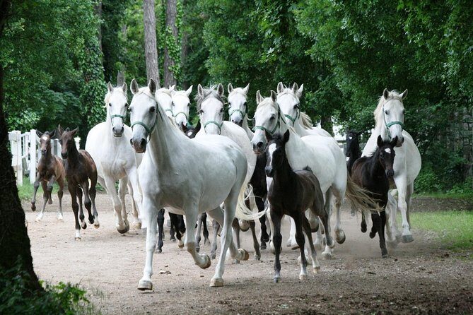 Lipica Stud Farm- Private Experience from Koper - Who Should Book This Tour?