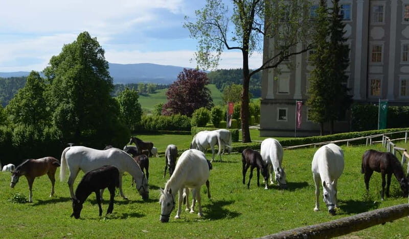 Lipizzaner Stud Piber: Guided Tour - Exploring Piber Stud: A Closer Look
