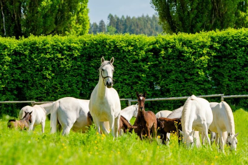 Lipizzaner Stud Piber: Guided Tour - Authentic Experiences and Practical Details