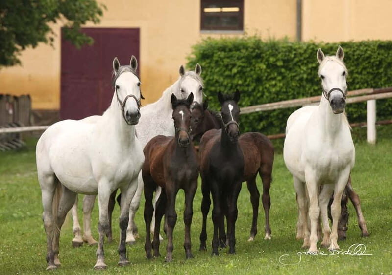 Lipizzaner Stud Piber: Independent Visit - An Authentic Austrian Horse Experience
