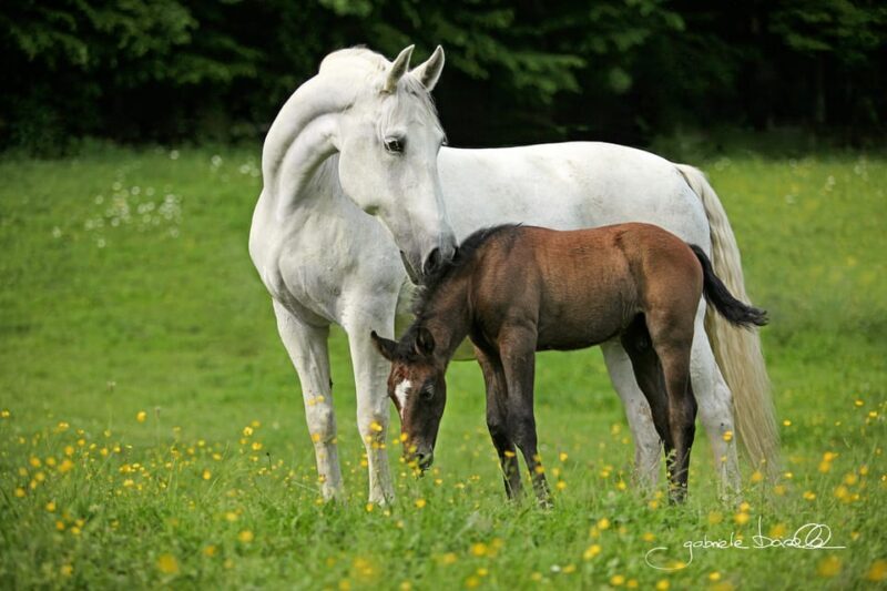 Lipizzaner Stud Piber: Independent Visit - Who Will Enjoy This Tour?
