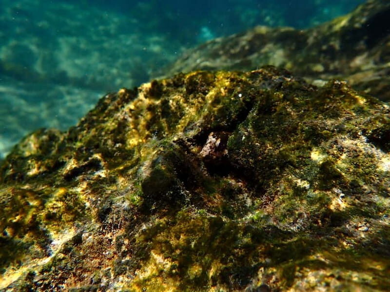 Lisboa: Kayaking & Snorkeling Tour with photos included - The Value & Overall Impression