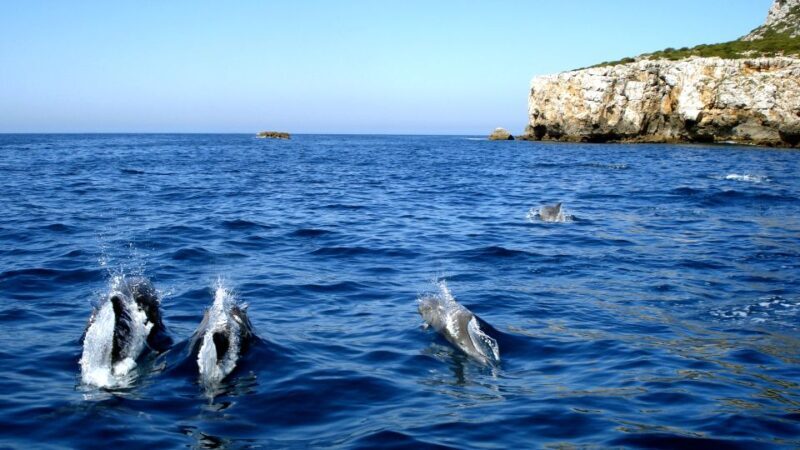 Lisbon: Arrábida Natural Park Dolphin Watching Boat Tour - The Itinerary and What to Expect