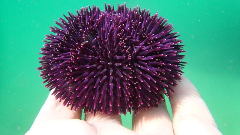 Lisbon: Arrábida Snorkeling Adventure - Who Should Book This Tour?