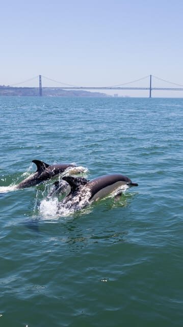 Lisbon: Dolphin Watching Boat Tour with Welcome Coffee - Key Points