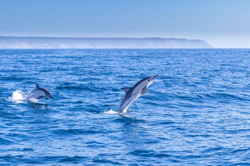 Lisbon: Dolphin Watching Boat Tour with Welcome Coffee - An Authentic and Engaging Marine Experience