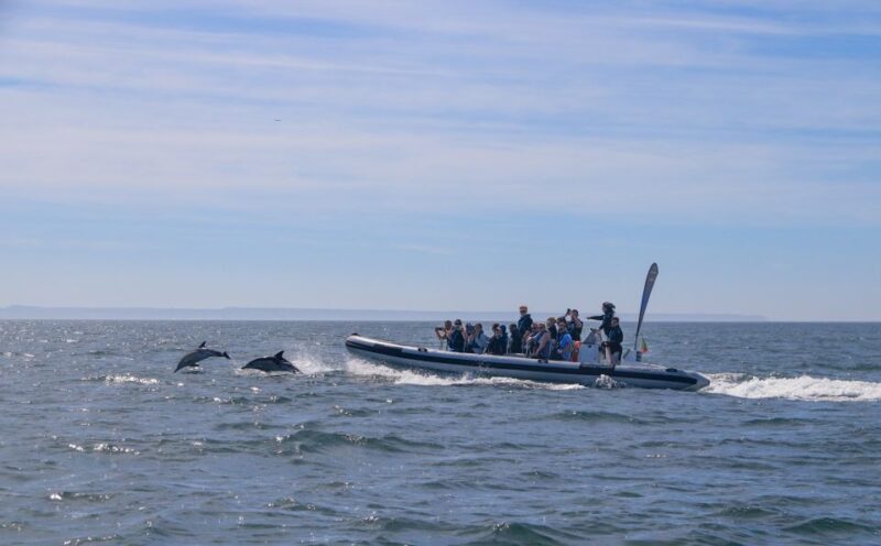 Lisbon: Dolphin Watching Boat Tour with Welcome Coffee - The Experience and Its Value