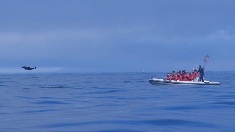 Lisbon: Dolphin Watching Boat Tour with Welcome Coffee - Who Should Book This Tour?