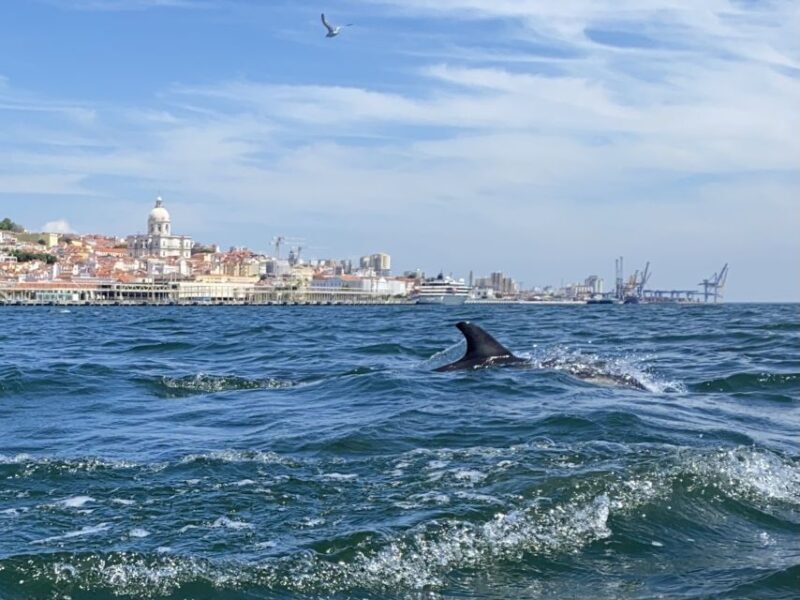Lisbon: Dolphin Watching Boat Tour with Welcome Coffee - FAQ