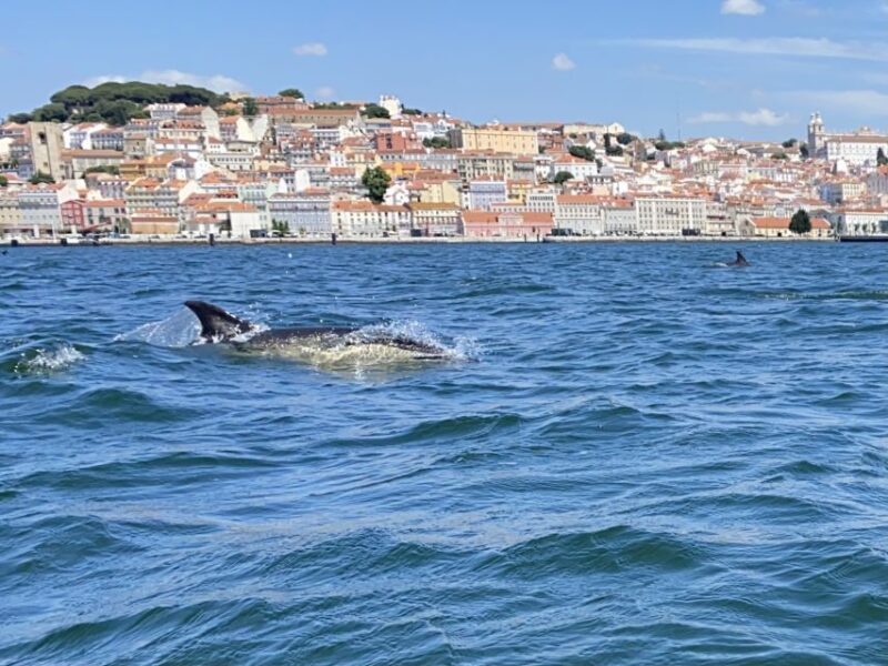 Lisbon: Dolphin Watching Boat Tour with Welcome Coffee - Final Thoughts